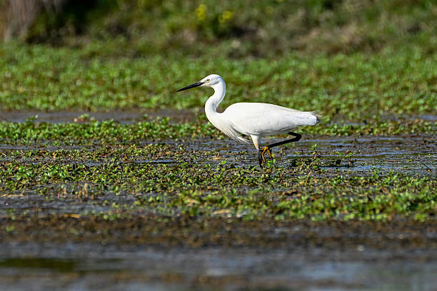 istock A little egret (Egretta garzetta) foraging in wetland area under bright sunlight during daytime 2226980948