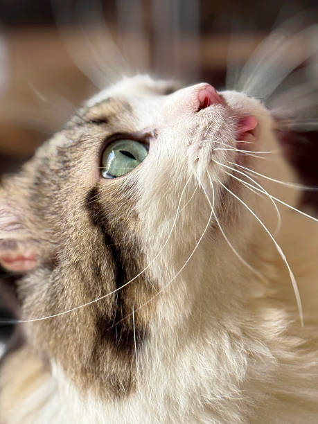 istock Bora Cat Side Face Looks Up with Tongue Out 2226981227