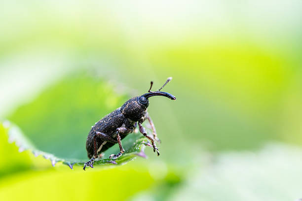 istock Notaris acridulus (Brachyceridae) weevil on leaf, macro detail 2226981868