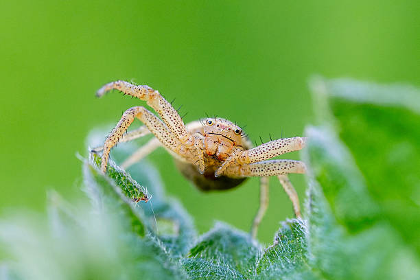 istock Xysticus ulmi (Thomisidae) crab spider on leaf, macro view 2226981906