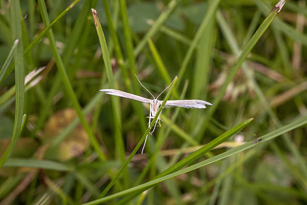 A Plain Plume Moth in his natural environment in the boreal forest of Quebec, Canada.