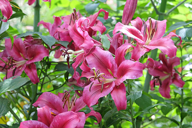 istock Fuschia pink lilium, tree lily 'Pink Explosion' in flower. 2226983781