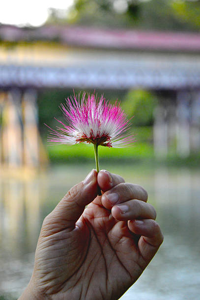 istock Fresh flowers in wrinkled hands 2226983796