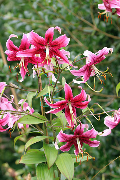 istock Pink lily flowers in close up 2226984013