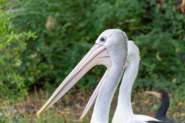 Pelican head