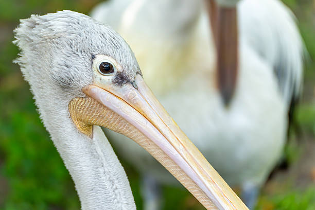 A close-up portrait of a pelican with a vibrant beak, standing by a serene pond surrounded by lush greenery