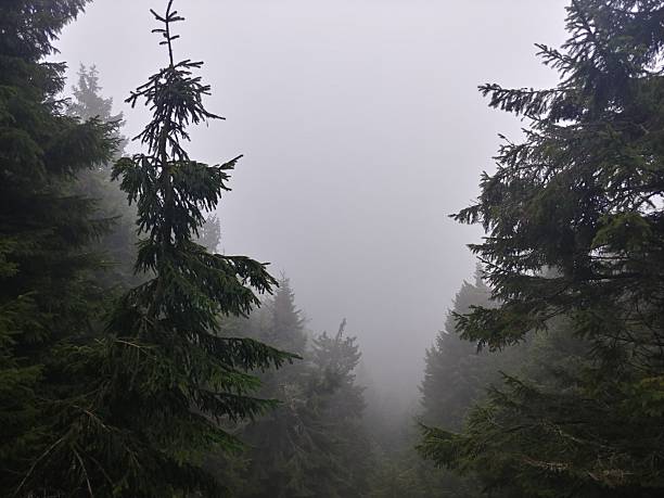 coniferous green forest in gray fog background
