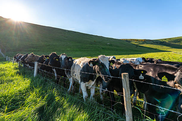 istock Cows looking at the camera in a field at sunset in dorset, england 2226986777