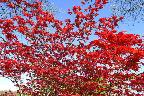 Red Japanese maple 'Acer palmatum - Atropurpureum'.