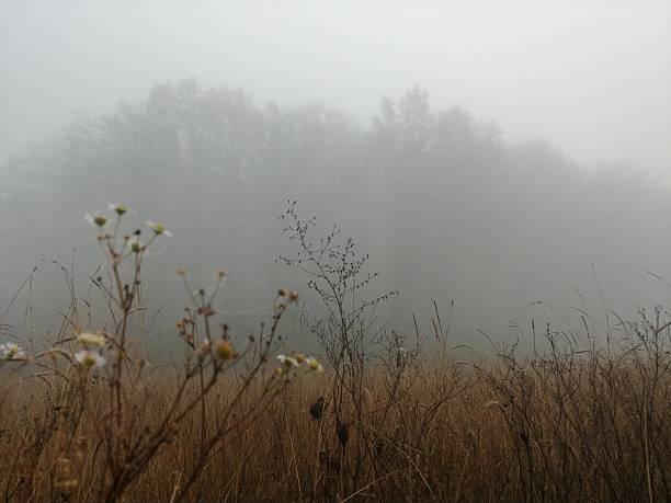 autumn forest in gray fog in the morning, meadow in the fog in the forest