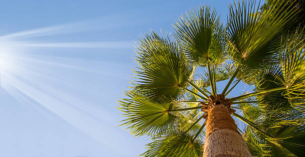 istock Palm trees bottom view. Top of palm tree against blue sky with a sunrays 2226987002