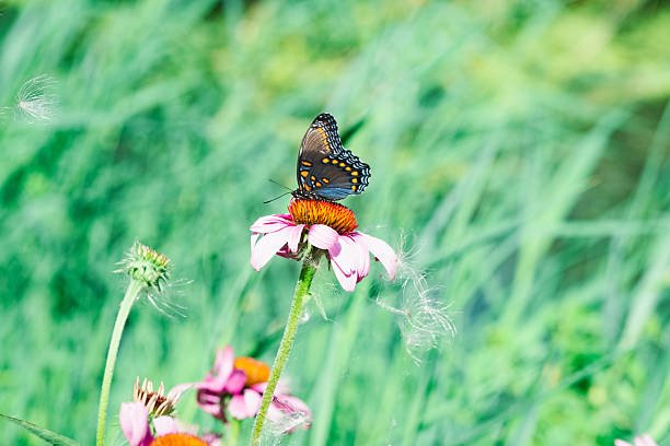 Black Swallowtail Butterfly On A Purple Coneflower. Ontario Canada