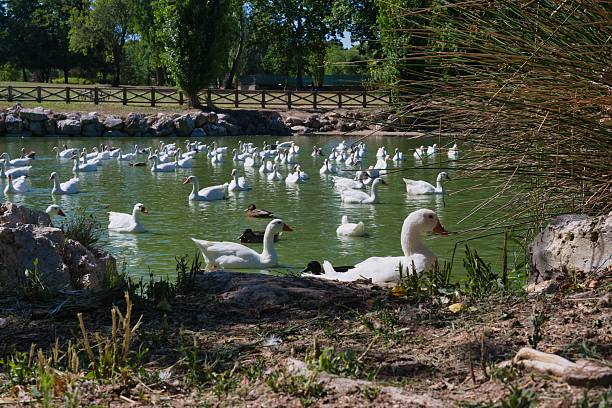 istock Ducks and geese congregate in a serene park pond on a sunny afternoon in spring 2226988655