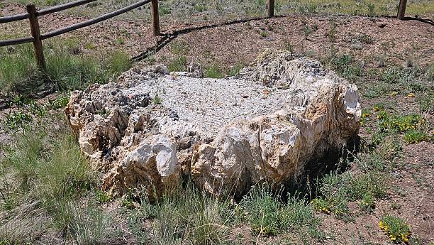 istock Petrified Fossil Wood - Redwood Tree Stump 2226988754