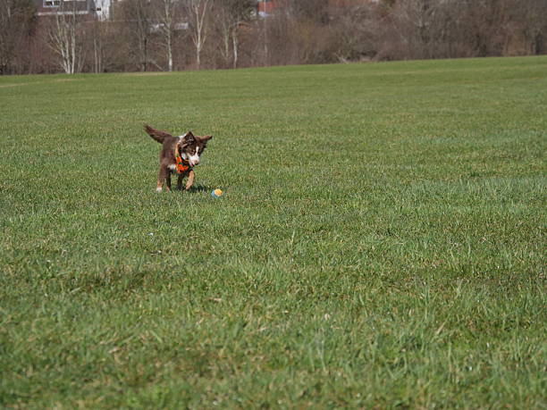 istock Brown dog is running in a field with a green grass 2226989635