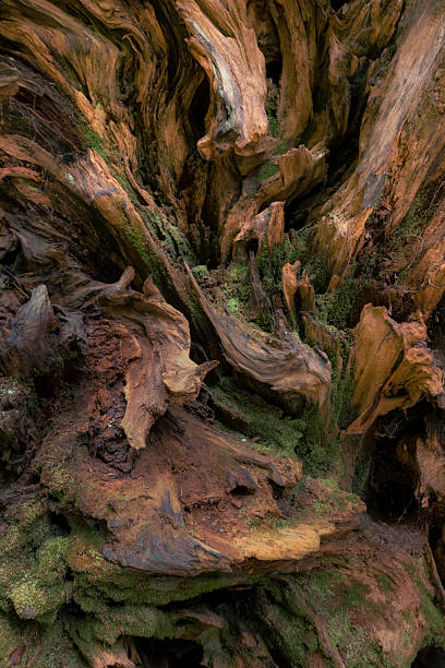 istock Close Up of downed Redwood Tree Root in ancient Redwood Tree 2226989660