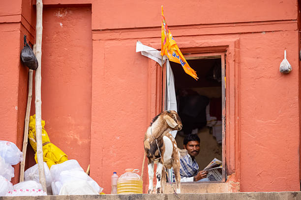 Varanasi, Uttar Pradesh, India - March 2024: Portrait of an unidentified holy male sitting at the entry gate of temple near ghat in varanasi along with his goat.