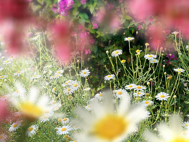 Close up shiny daisy flowers