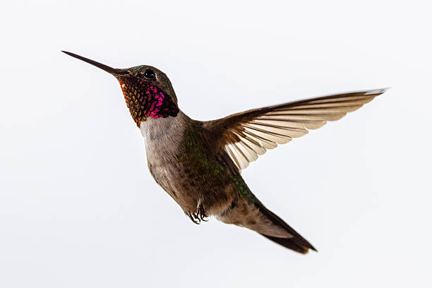 istock Colorful Hummingbird Wings Spread Mid Flight 2226991291