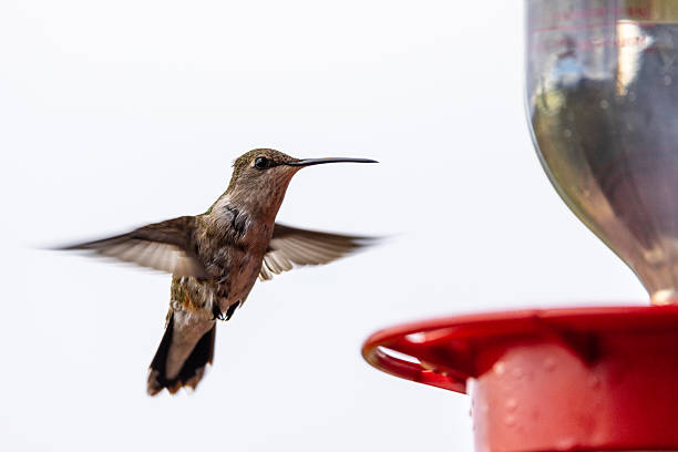 A Copper-rumped Humminbgird, Saucerottia tobaci, points its beak towards an arriving Ruby-topaz Hummingbird, Chrysolampis mosquitus, to prevent it from landing on the same part of the hummingbird feeder on which it is perched. Tobago.