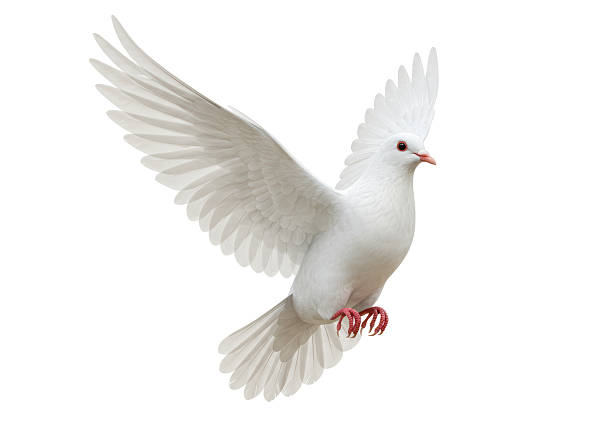 istock Isolated Graceful White Dove in Flight 2226992712