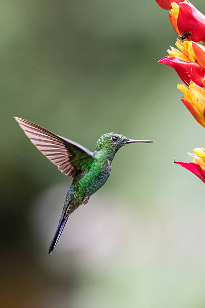 istock Heliodoxa jacula, The green-crowned brilliant. 2226992931