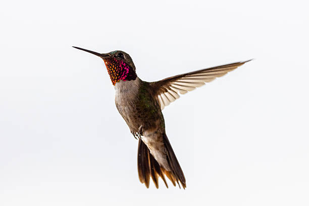 istock Colorful Pink Chested Hummingbird Wings Spread Mid Flight White Background 2226993011
