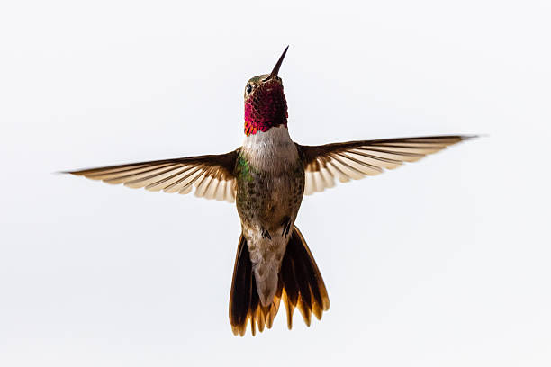 istock Colorful Hummingbird Wings Spread Mid Flight White Background, Close Up 2226993021