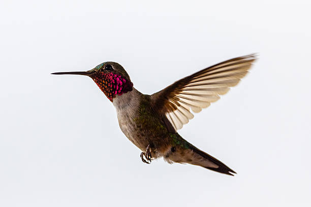 istock Colorful Hummingbird Wings Spread Mid Flight White Background 2226993062