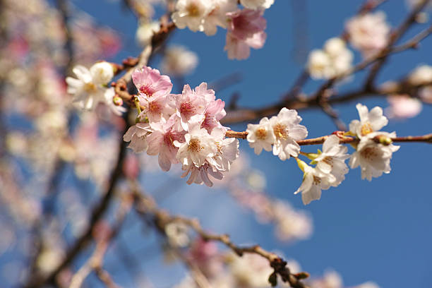 istock Prunus × subhirtella 'Autumnalis' (Winter-Flowering Cherry 'Autumnalis') 2226993694