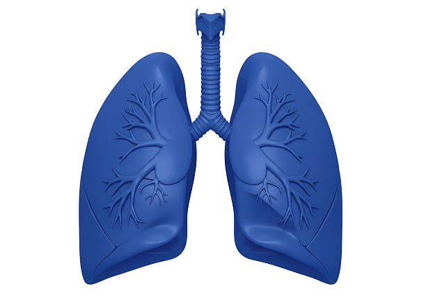 istock Isolated Pair of Blue Human Lungs with Detailed Bronchial Tree 2226993944