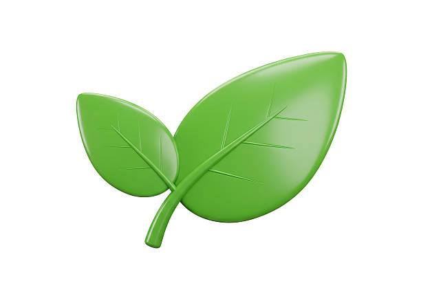 Isolated Pair of Bright Green Leaves