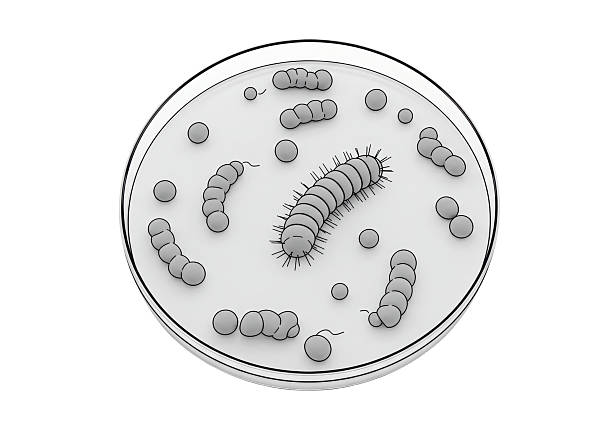 Isolated Petri Dish Filled with Grey Bacteria Colonies