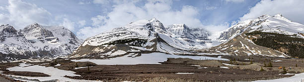 A sweeping springtime panorama from the Icefields Parkway reveals Mount Kitchener, Snow Dome, and Mount Athabasca rising above the vast Columbia Icefield in Jasper National Park, Alberta. Light clouds hover delicately around the snow-capped summits,.