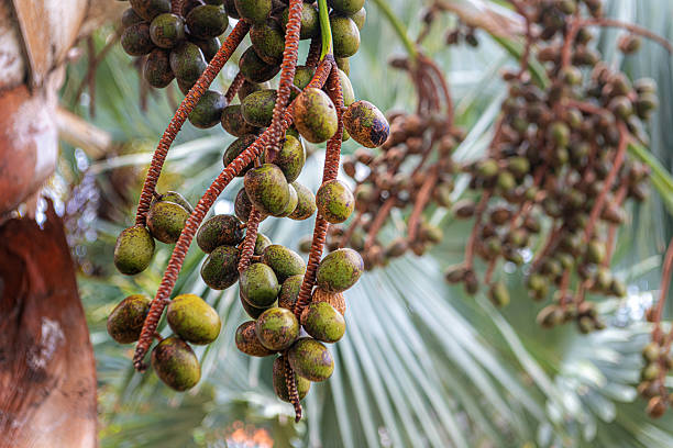 Nut-like clusters of hard shell seeds add to beauty of this palm tree often used in tropical landscapes.