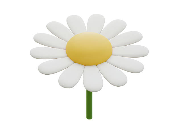 istock Isolated Single White Daisy Blossom with Yellow Center 2226996889