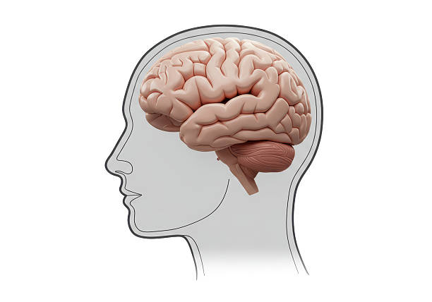 Isolated Human Brain in Head Silhouette Side View Anatomy