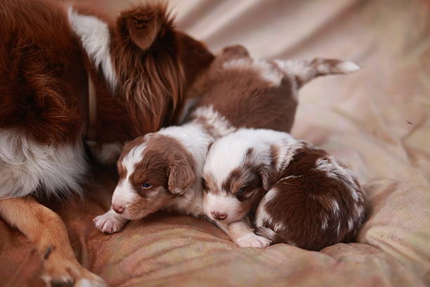 Mother dog is nursing her puppies. The puppies are brown and white. The mother dog is laying on a bed