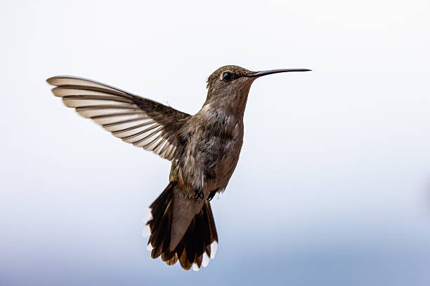 Small Single Brown Hummingbird Flying with Wings Fully Spread Out, Close Up, Dark Moody Sky Background