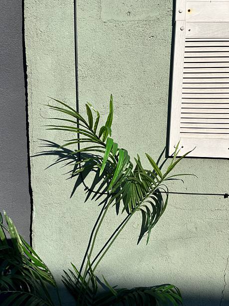 istock Palm plant with shadow against light green building 2226999879