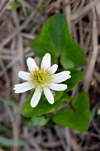 istock White marsh marigold flower grows in the wetland in summer. 2227002376