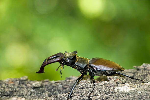istock Male stag beetle. Lucanus cervus 2227002533