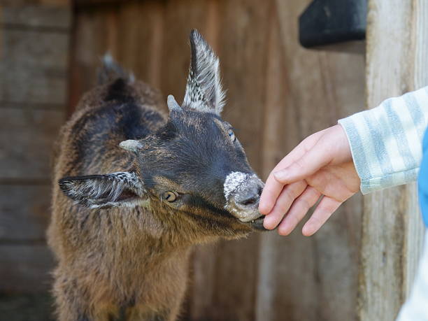 Goat is eating from a person's hand. The goat is brown and white. The person is wearing a blue shirt