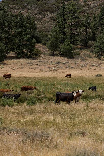 istock Herd of cattle grazing in the pasture 2227003851