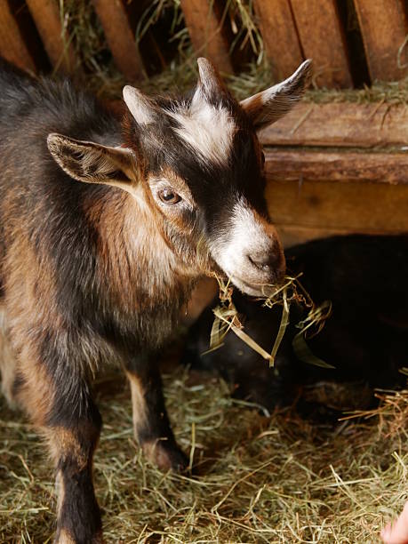 istock Goat is eating hay in a pen 2227004078
