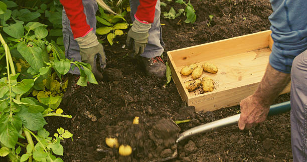 Two women harvesting in their potato field.