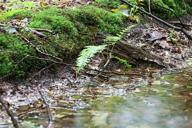 Moss-covered ground, fallen leaves, and branches surround a small stream in the forest. Delicate ferns and other plants add green and lively texture. This image conveys a sense of calm and wild nature.