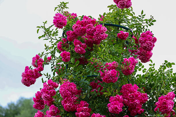 A dense rose bush with vibrant pink flowers, growing thickly to create a rich texture, stands out against a light sky. This image emphasizes the lushness of nature and the beauty of blooming, ideal for illustrations on themes of gardening, spring, or fest
