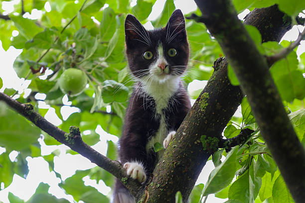 A black and white kitten with a white face and paws sits on a fruit tree branch, looking attentively into the frame, against a background of green leaves and sky.