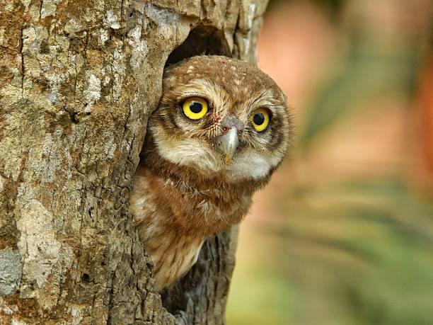 istock spotted owlet peeks out from its tree hollow 2227005058